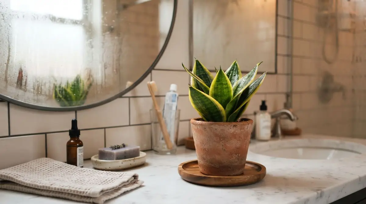 Compact Plant for Humidity