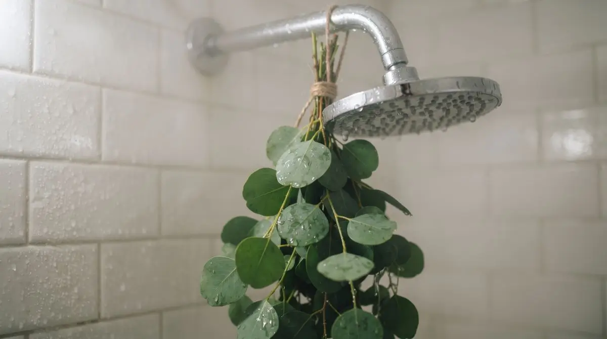 Eucalyptus Shower Accent